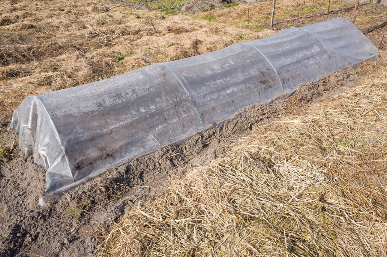 Smalt tunnel-drivhus i plast over jordbed omgitt av tørt gress og halm