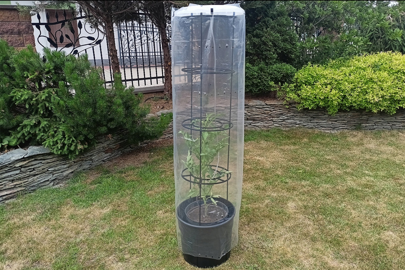 Tomatplante beskyttet av perforert plastfolie i drivhus på gressplen i hage med steinmur og busker