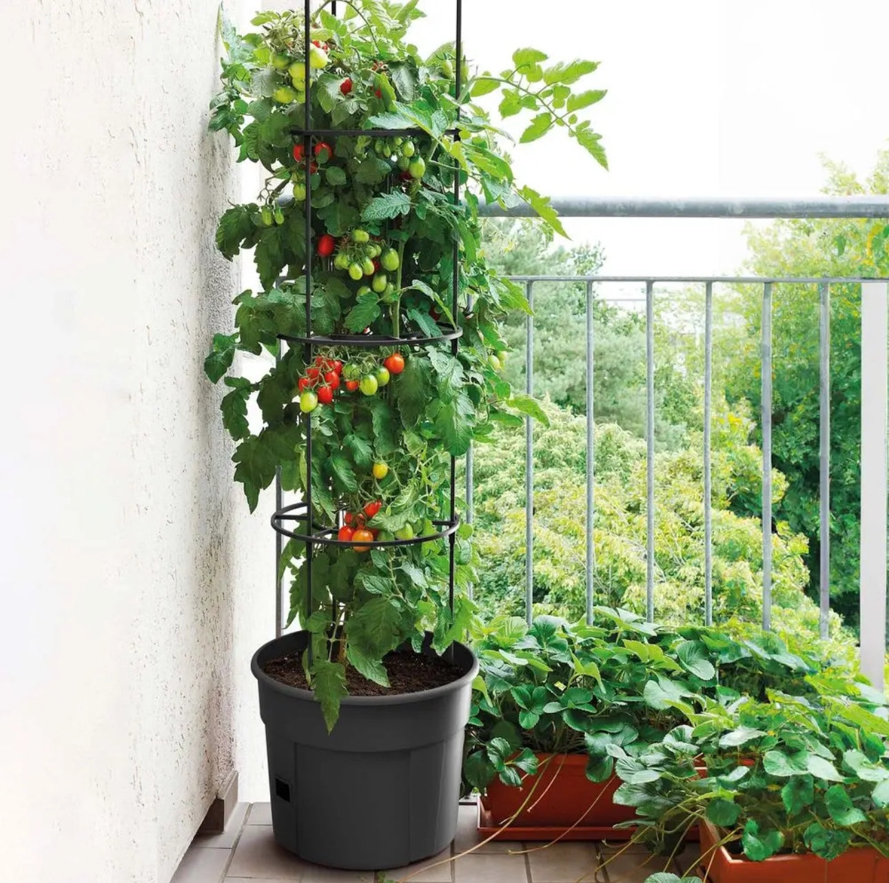 Modent tomatplante i sort potte med espalier, på solrik balkong omgitt av grønne planter